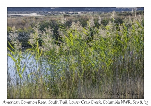 American Common Reed