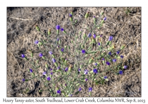 Hoary Tansy-aster