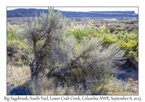 Big Sagebrush
