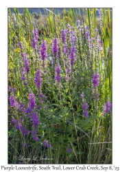 Purple Loosestrife