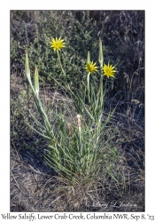 Yellow Salsify
