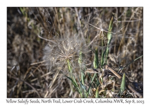 Yellow Salsify Seeds