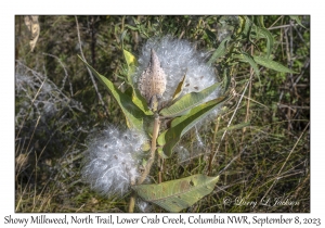 Showy Milkweed