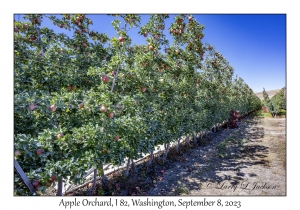 Apple Orchard