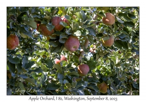 Apple Orchard