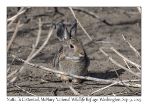 Nuttall's Cottontail