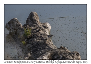 Common Sandpipers