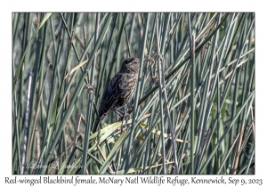 Red-winged Blackbird female