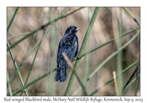 Red-winged Blackbird male