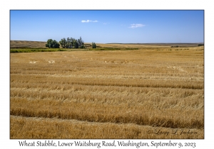 Wheat Stubble