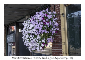 Mainstreet Petunias