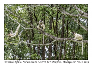 Verreaux's Sifaka