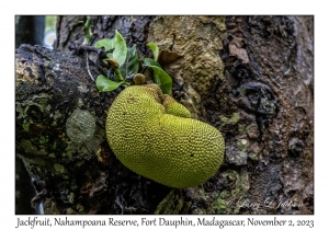 Jackfruit