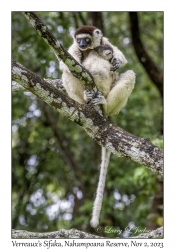 Verreaux's Sifaka