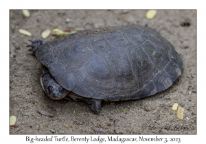 Big-headed Turtle