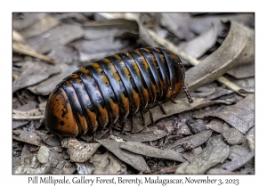 Pill Millipede