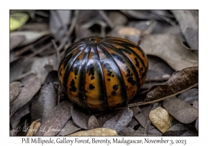 Pill Millipede