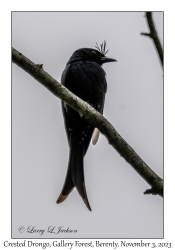 Crested Drongo