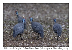 Helmeted Guineafowl