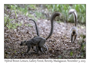 Hybrid Brown Lemurs