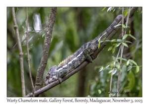 Warty Chameleon male