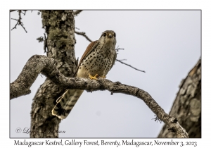 Madagascar Kestrel