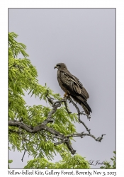 Yellow-billed Kite