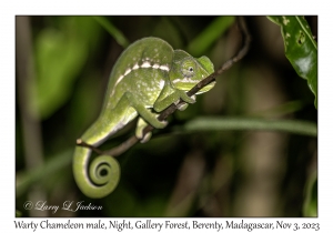 Warty Chameleon male