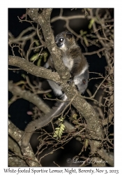 White-footed Sportive Lemur