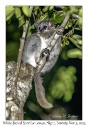 White-footed Sportive Lemur