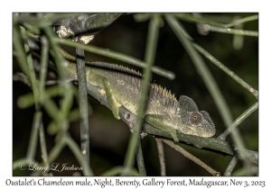 Oustalet's Chameleon male