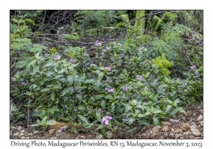 Madagascar Periwinkles