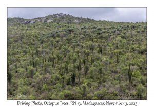 Octopus Trees