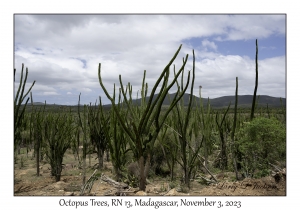 Octopus Trees