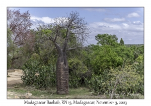 Madagascar Baobab