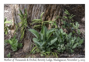 Mother of Thousands & Orchid