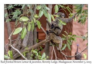 Red-fronted Brown Lemur female & juveniles