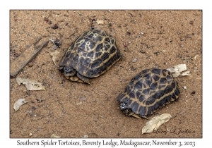 Southern Spider Tortoises