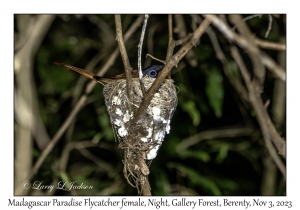 Madagascar Paradise Flycatcher female