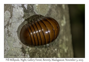 Pill Millipede