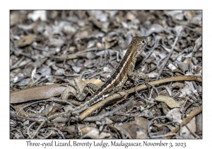 Three-eyed Lizard