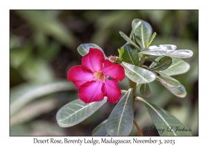 Desert Rose