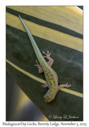 Madagascar Day Gecko