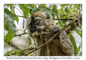 Red-fronted Brown Lemur