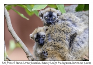 Red-fronted Brown Lemur juveniles