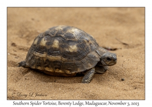 Southern Spider Tortoise