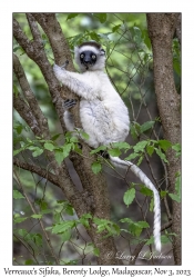 Verreaux's Sifaka