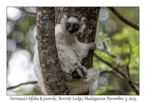 Verreaux's Sifaka & juvenile