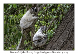 Verreaux's Sifaka