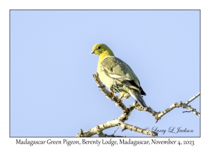 Madagascar Green Pigeon